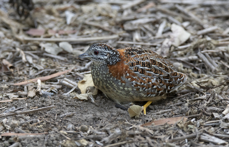 Birds of gold coast hinterland reserve qld, south eastern qld, australia