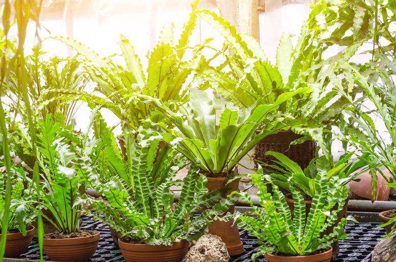 Pots with growing ferns in a tropical greenhouse.