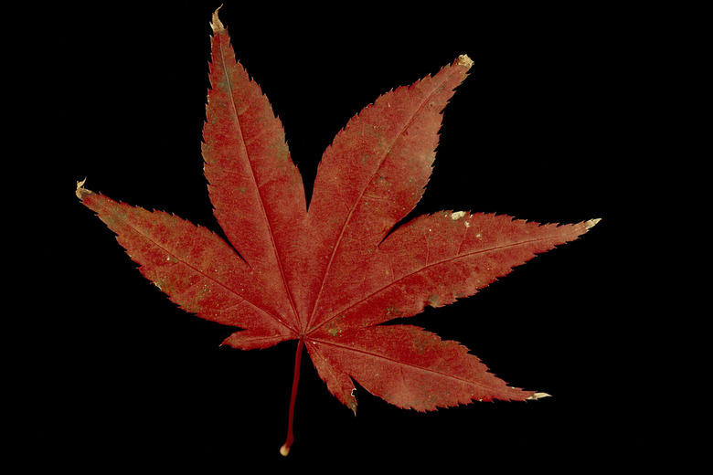 Red maple leaf