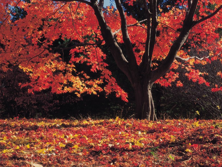 Maple tree in autumn