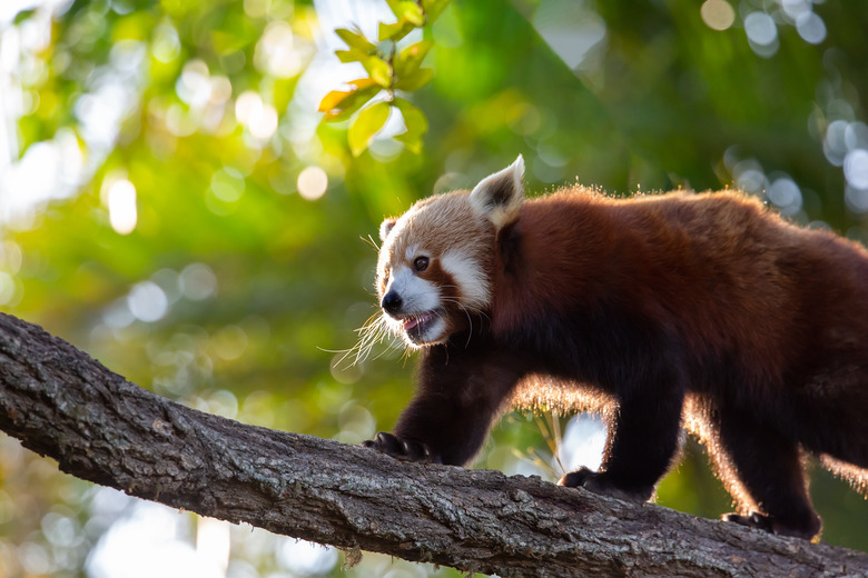 A red panda interating with its environment