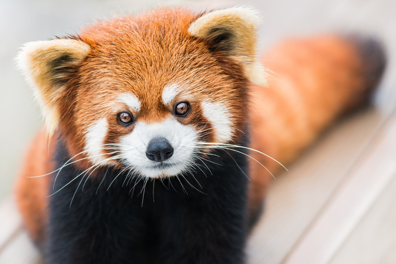 Why Are the Red Pandas Endangered?