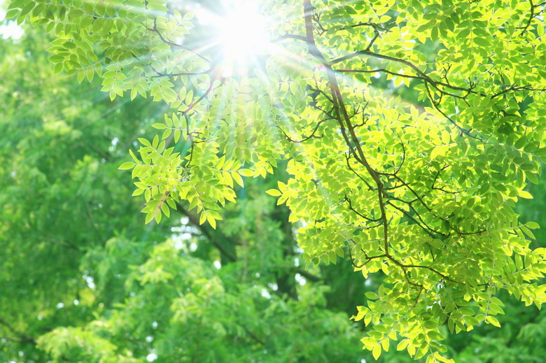 Sunlight shining through tree canopy