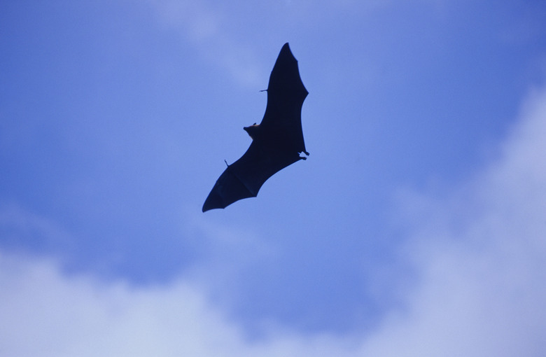 Bat flying, Seychelles, low angle view