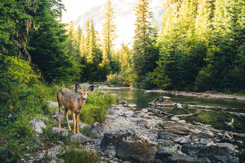 Lone deer in a forest.