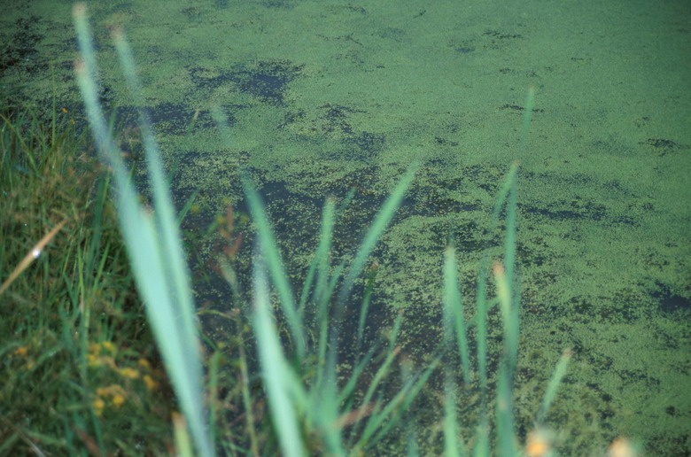 Greenery on pond