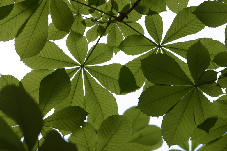 Close-up of leaves