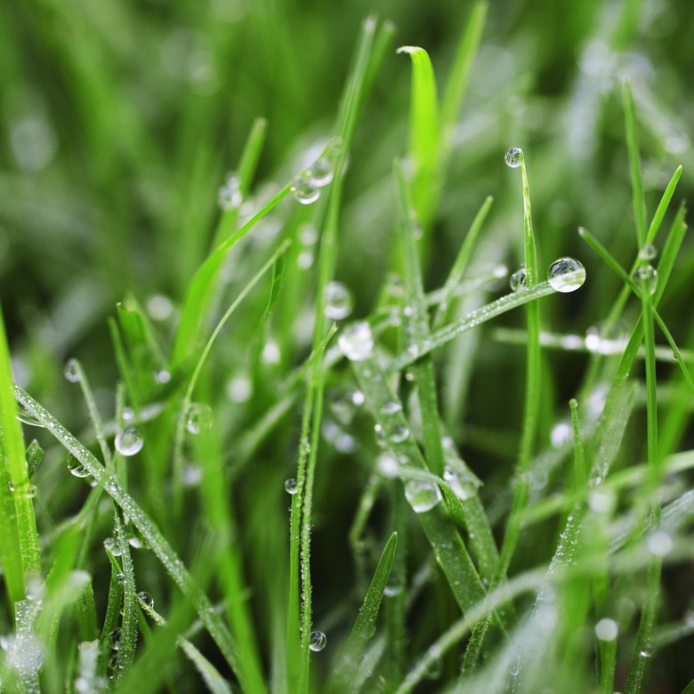 Grass wet with dew