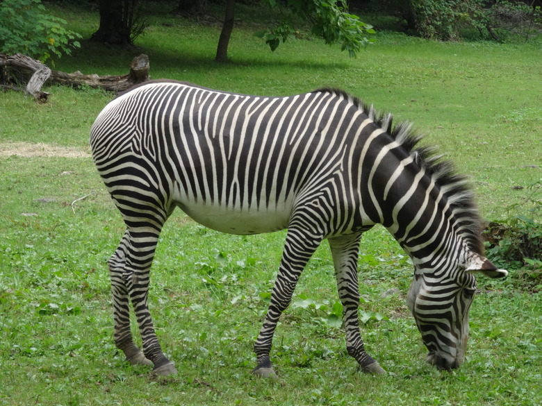 zebra