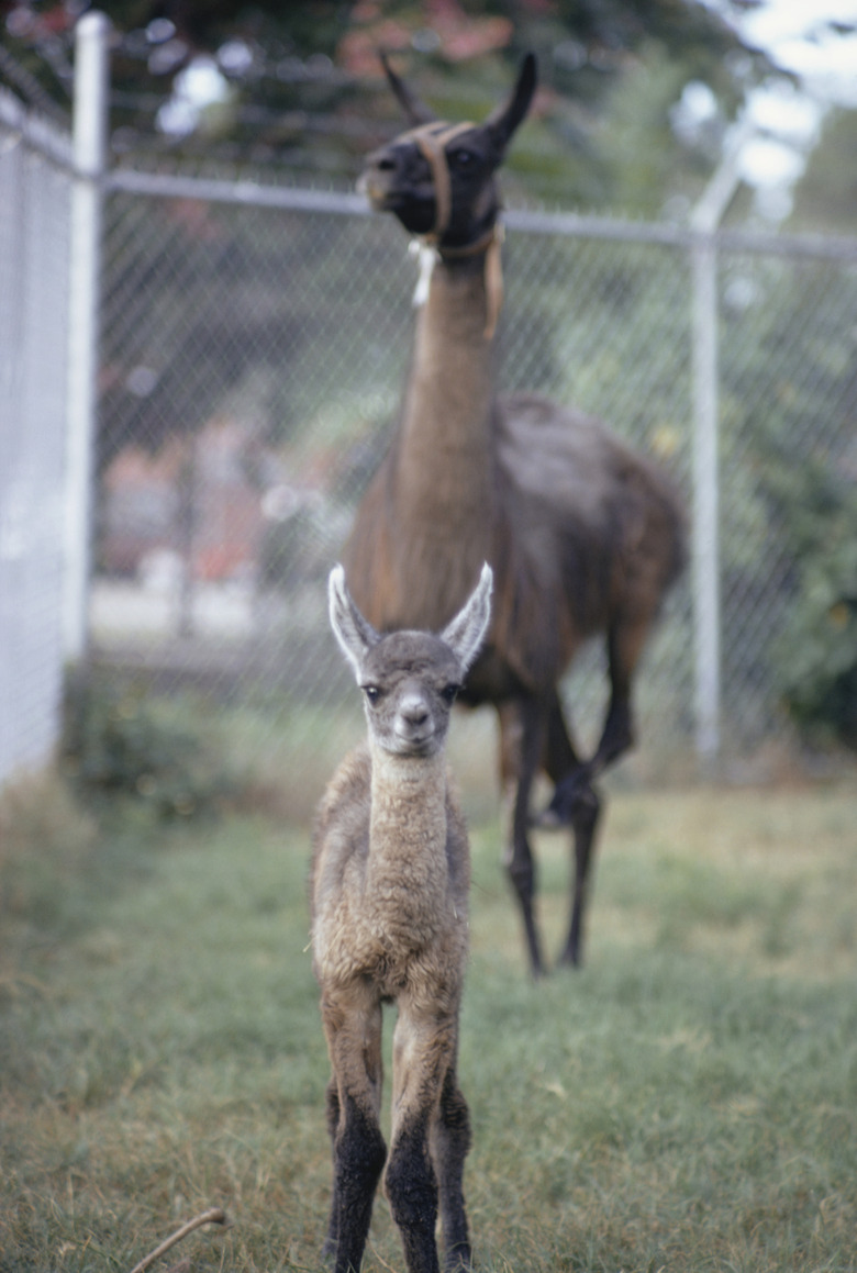 Mother and baby llama in grass paddock