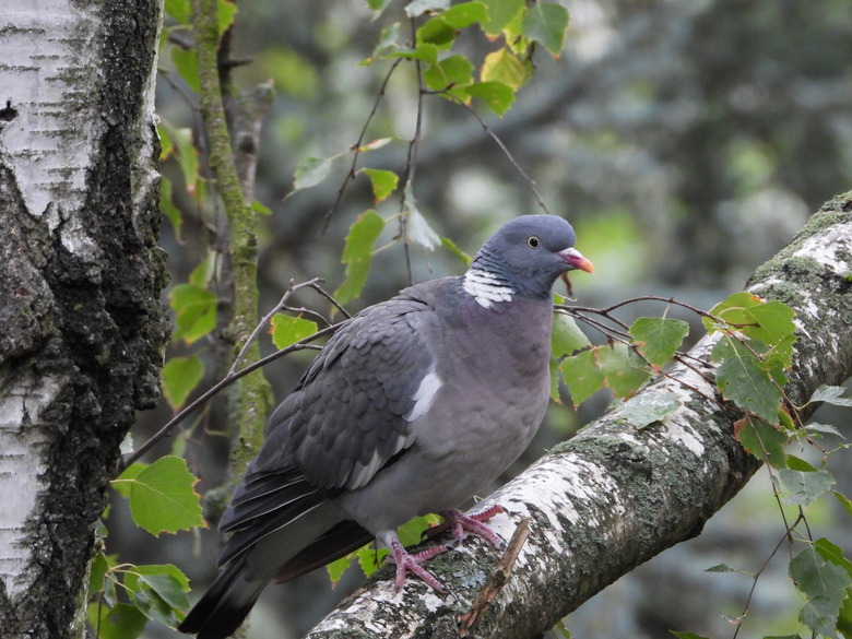 Pidgeon on birch tree