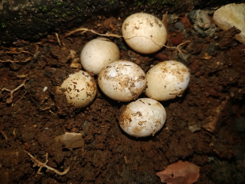 Lizard Eggs in Soil