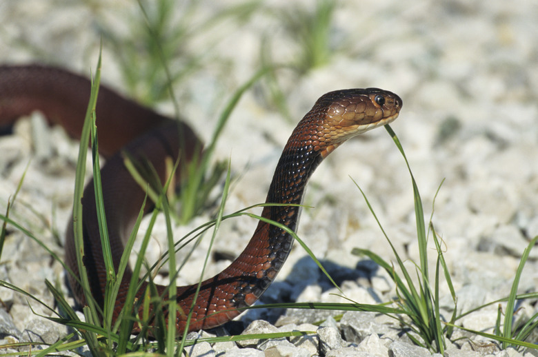 Red spitting cobra (Naja pallida) hooding, Egypt to Egypt