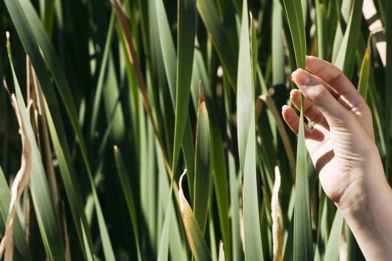 Hand touching reeds