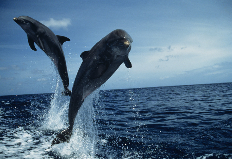 Bottlenose dolphins (Tursiops truncatus) jumping