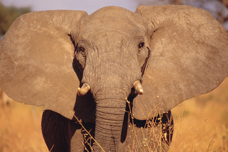 Elephant showing aggression , Tarangire National Park , Tanzania