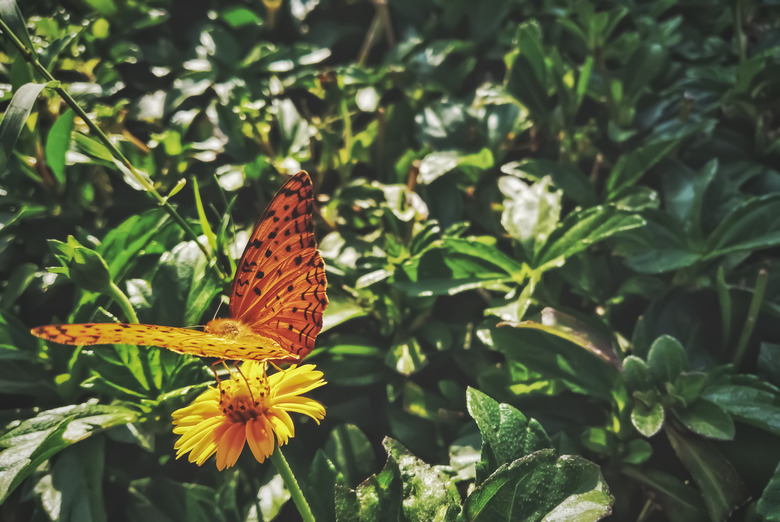 A Butterfly sitting on a yellow flower