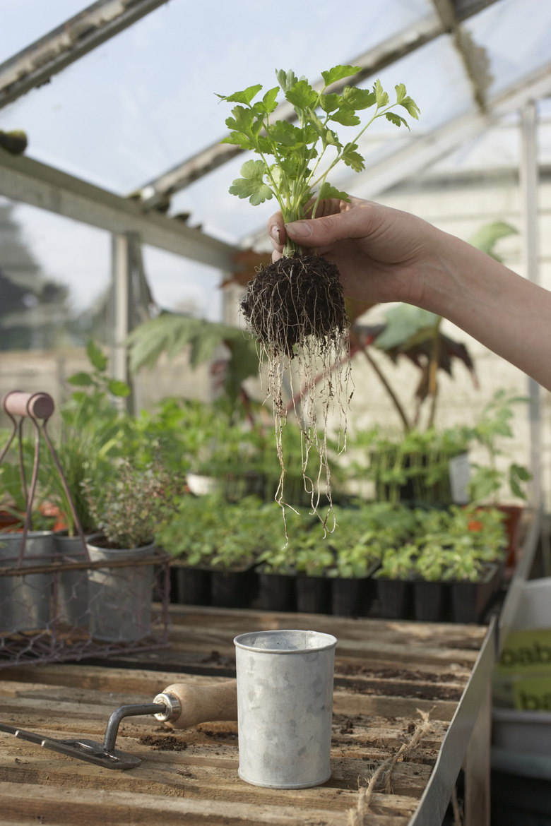 Unrecognizable person holding seedling in greenhouse, close-up of hand