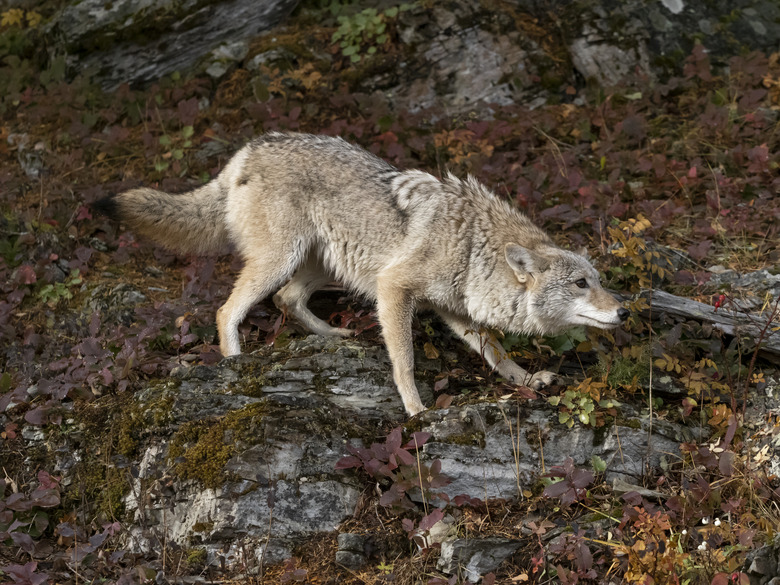 Coyote Prowling on Hillside Autumn Large Rocks Intense Look Captive