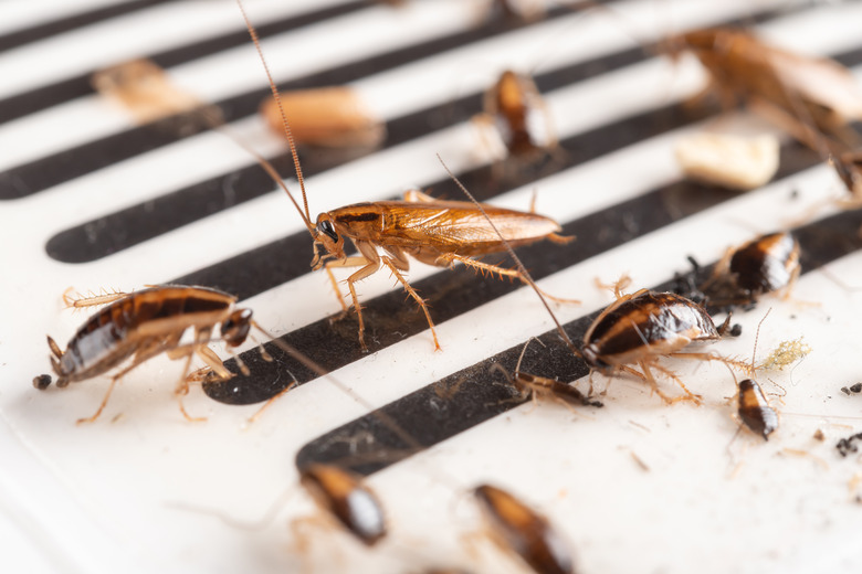 lots of cockroaches have been caught by the sticker or catcher