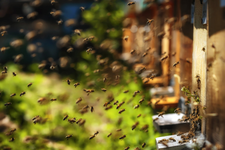 Hives in an apiary with bees flying to landing boards