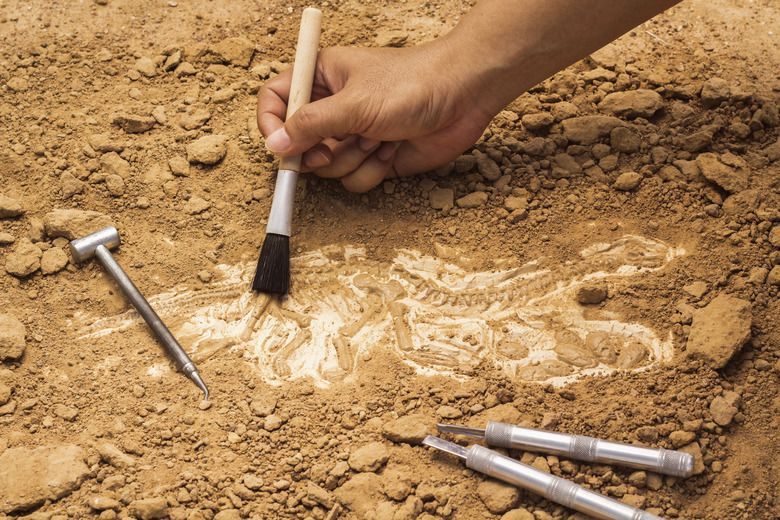 Skeleton and archaeological tools.