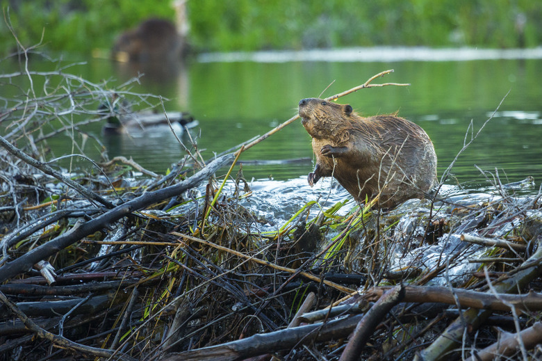 Busy beaver