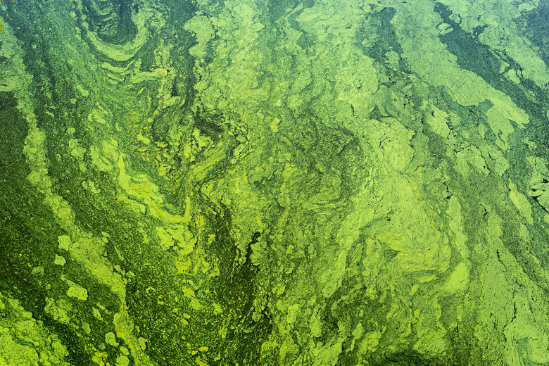 green algae on the surface of the water