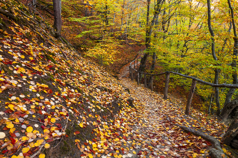 Footpath in the autumn forest. Beautiful mystical landscape