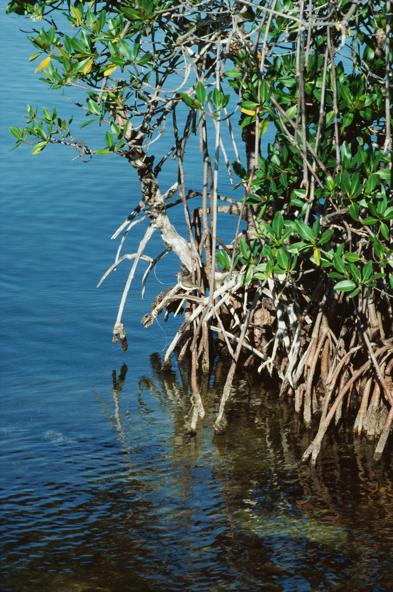 Mangrove trees in water in Florida