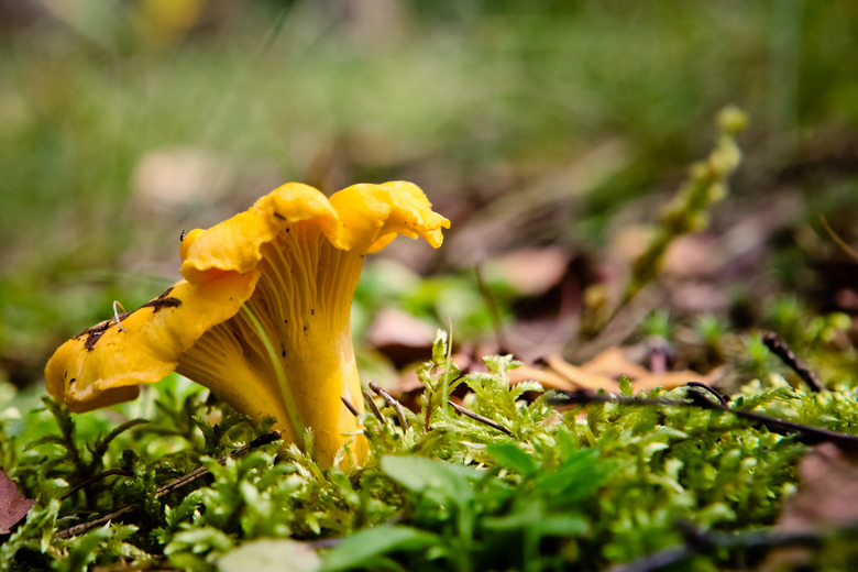 Chanterelle