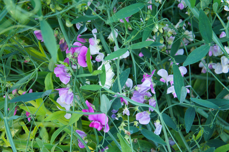 lathyrus tuberosus  or tuberous pea plant with purple flowers