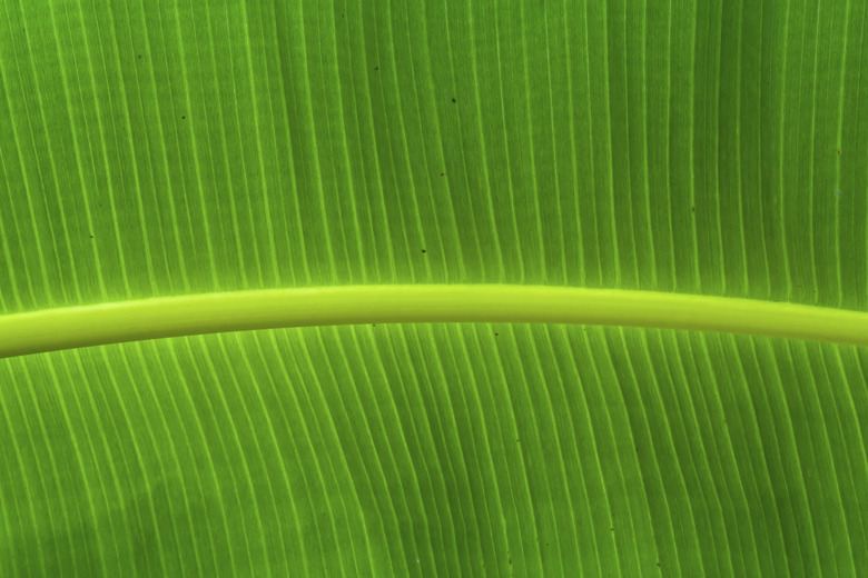 Banana leaf