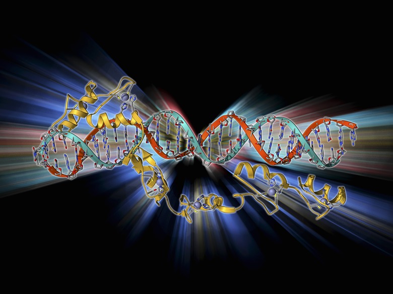 Transcription factor and ribosomal RNA