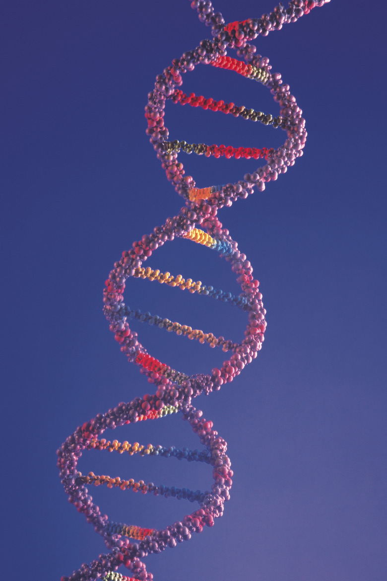 Model of DNA double helix