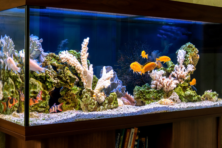 aquarium in pseudo-sea style. Aquascape and aquadesign of aquarium