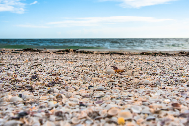 Shell Beach Florida