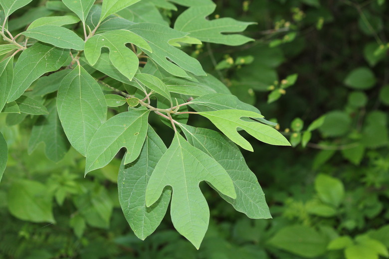 sassafras leaves