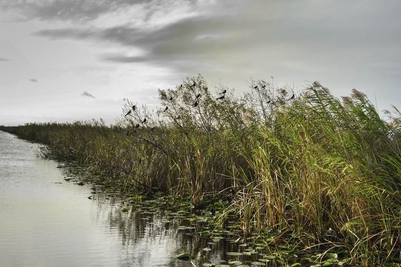 Water in the Glades