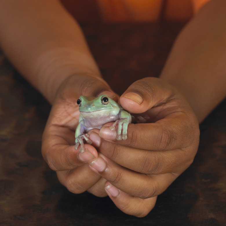 Boy holding frog