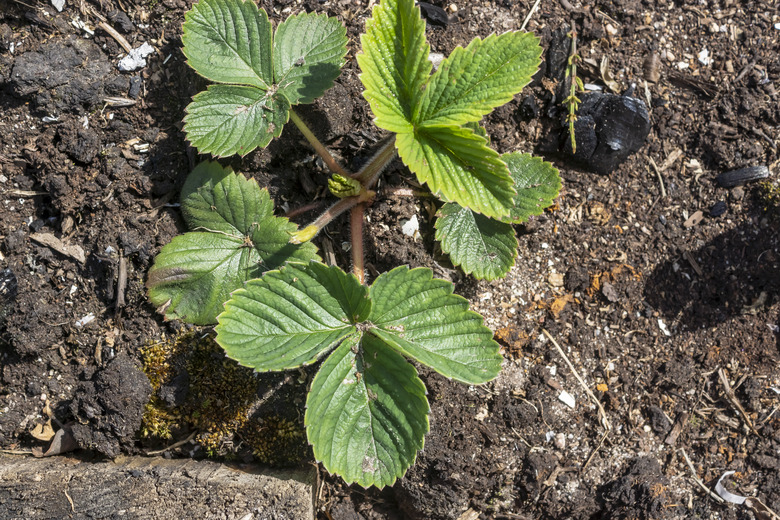 Garden strawberry bush in open ground