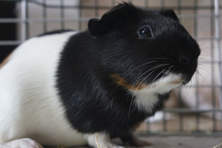 Guinea Pig