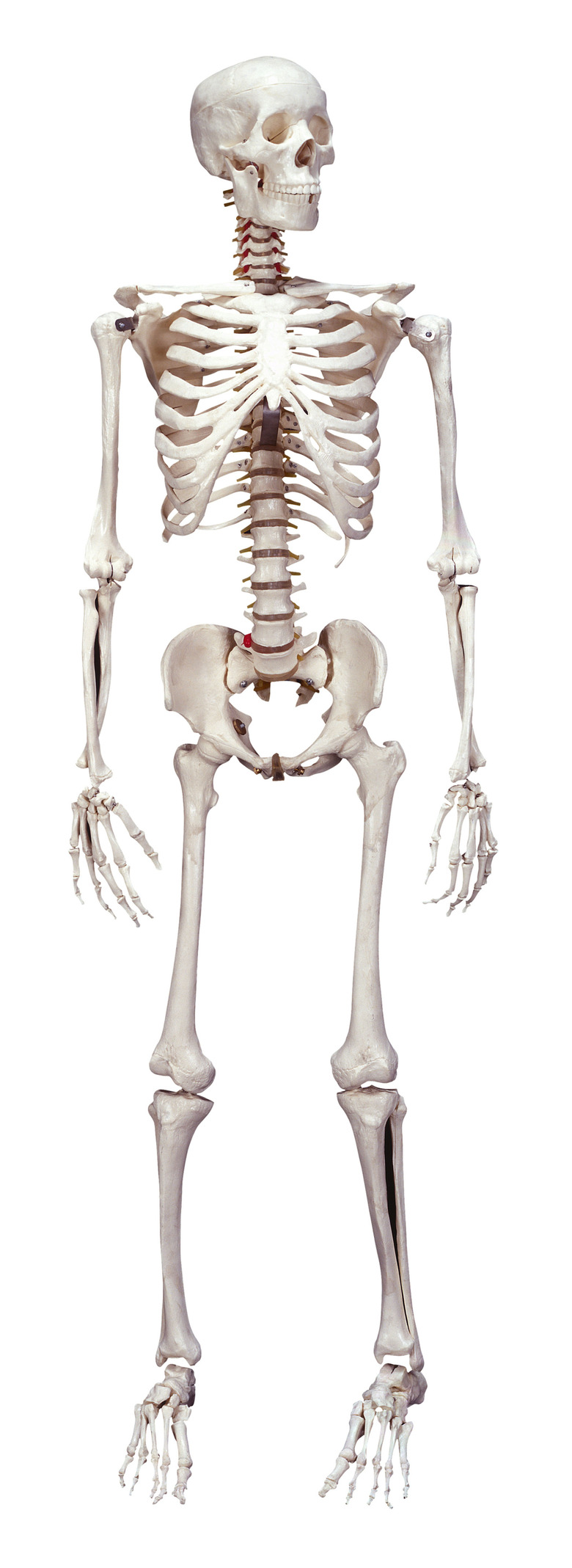 Skeleton