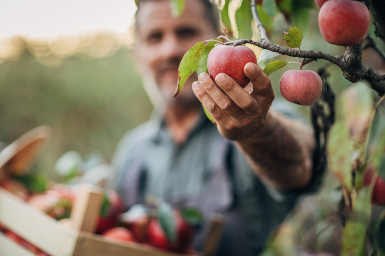 Farmer picking up apples from a tree