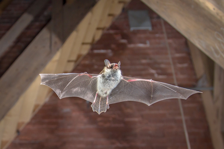 Natters bat flying inside building