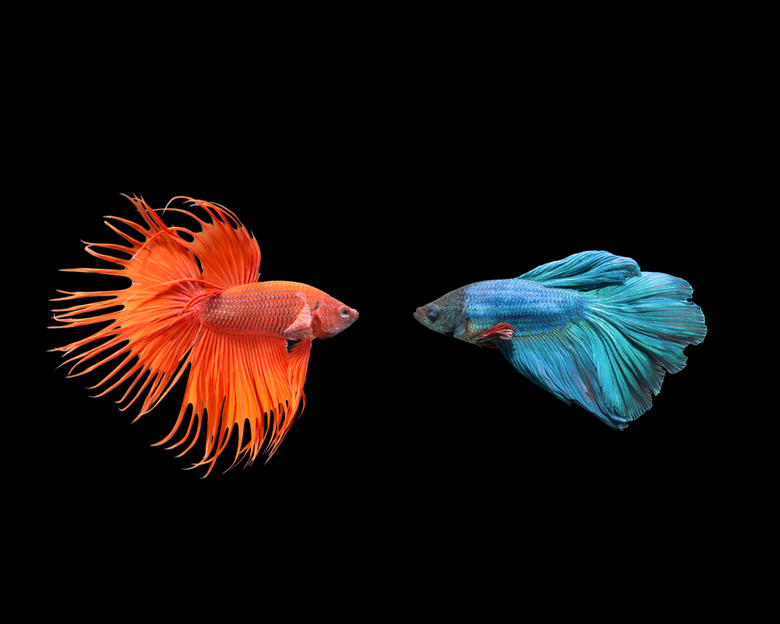 Siamese Fighting Fish