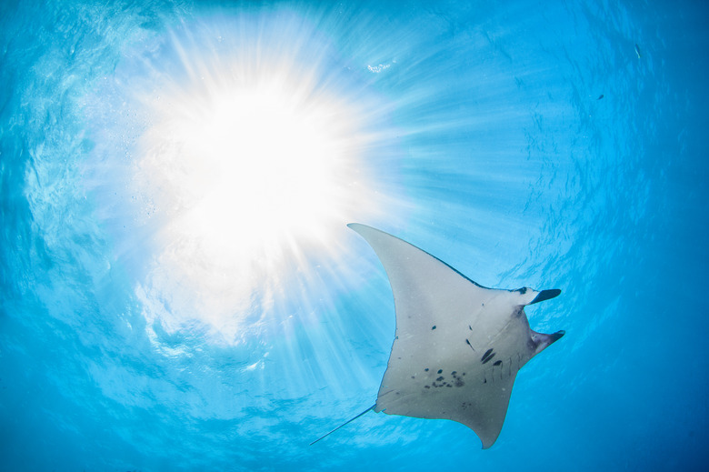 Manta ray and sun beams underwater