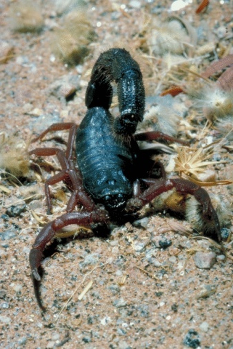 Scorpion Species Found in Tennessee