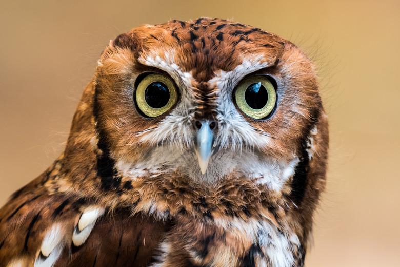 Eastern Screech Owl Staring