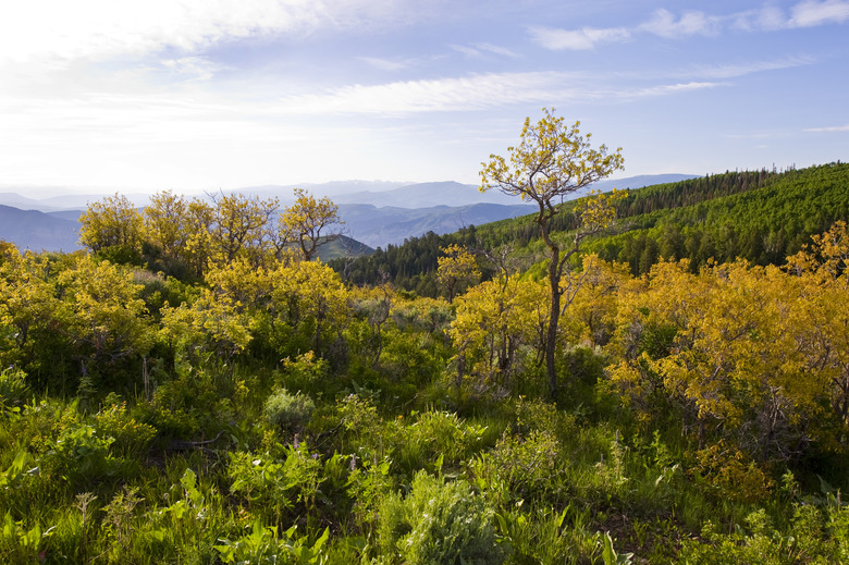 Autumn Scrub Oak in Colorado with Mountain background